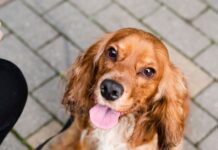 Governo da Paraíba realiza Dia D de combate aos maus-tratos contra animais