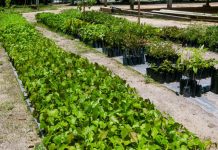 Semam realiza o replantio de mais de mil árvores nativas em João Pessoa