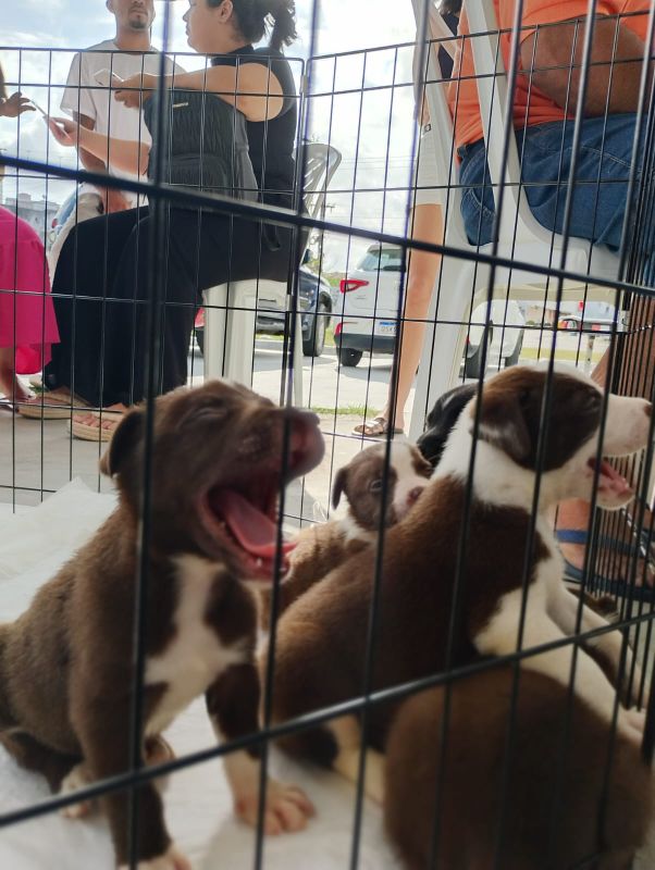 cachorrinho filhote cachorro adoçao 1