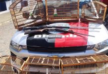 Operação resgata aves silvestres que estavam sendo mantidas em cativeiro  no Brejo Paraibano