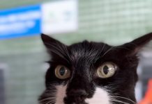 MPT recomenda que UFPB adote plano institucional para impedir acesso de gatos a ambientes internos e reforçar segurança sanitária