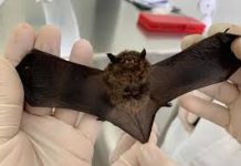 Saúde da Paraíba alerta população sobre riscos e cuidados em casos de acidentes com animais silvestres