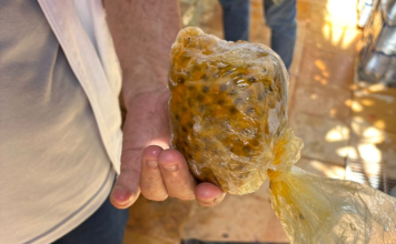 MPPB divulga resultado final da Operação Verão; Confira os resultados