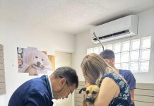 Cadela vítima de abuso sexual é resgatada por protetora no Alto do Mateus