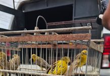 QUATRO PATAS: Polícia Civil deflagra ação contra maus-tratos a animais em Campina Grande