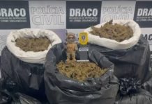 Polícia Civil apreende cerca de 300 kg de drogas na zona rural de São João do Cariri