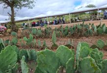 Com apoio da Sedap-PB, 2º Dia de Campo em São José dos Cordeiros apresenta tecnologias e técnicas campestres